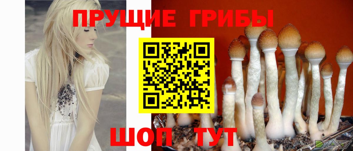 Псилоцибиновые грибы Cubensis Нарткала